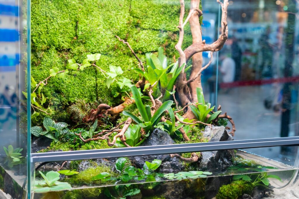 Bromelie im Terrarium