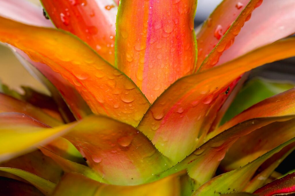 Bromelien-Blätter