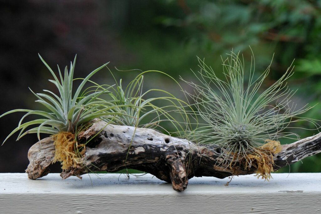 Epiphytische Bromelien-Arten