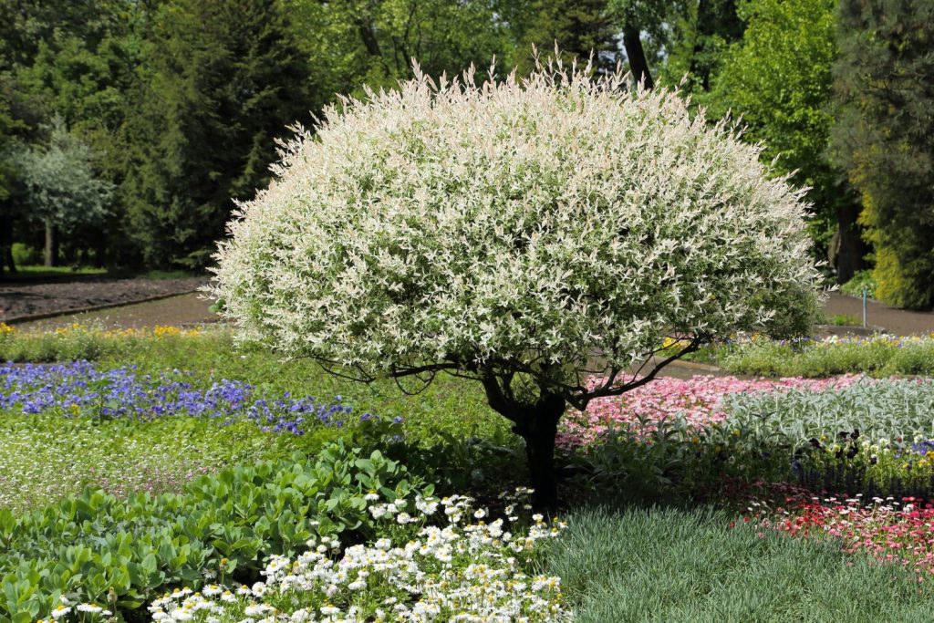 Harlekinweide als Baum