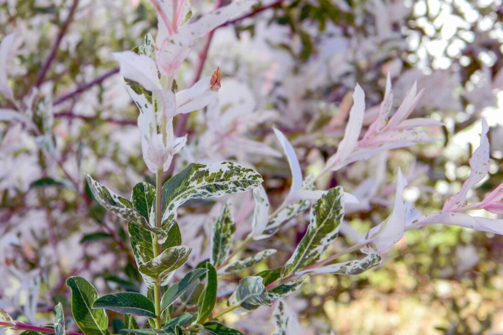 Buntes Laub der Harlekinweide