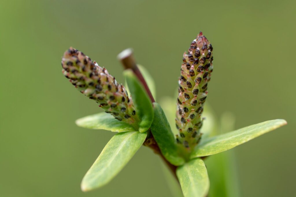 Blüten der Harlekinweide