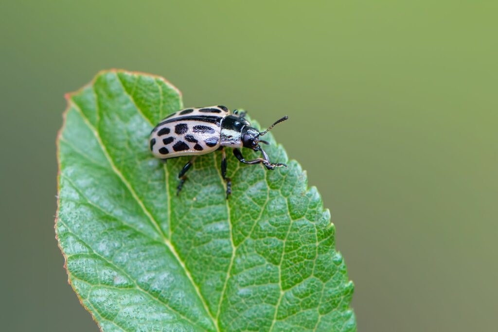 Gefleckter Weidenblattkäfer