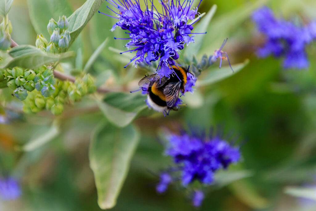 Bartblumen-Blüte mit Hummel