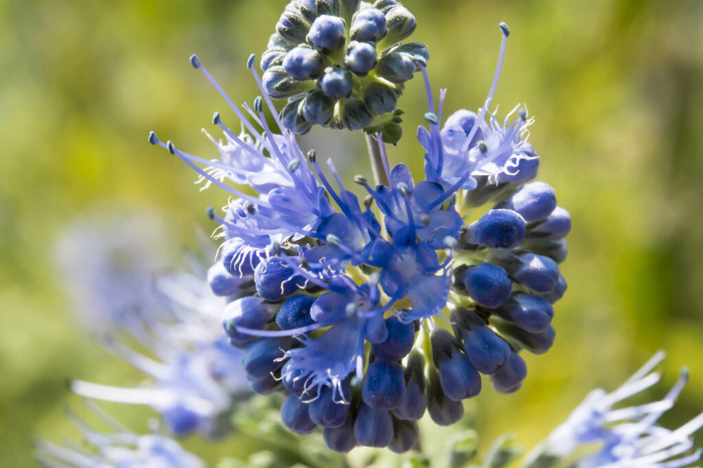 Kugelförmige Blüte der Bartblume