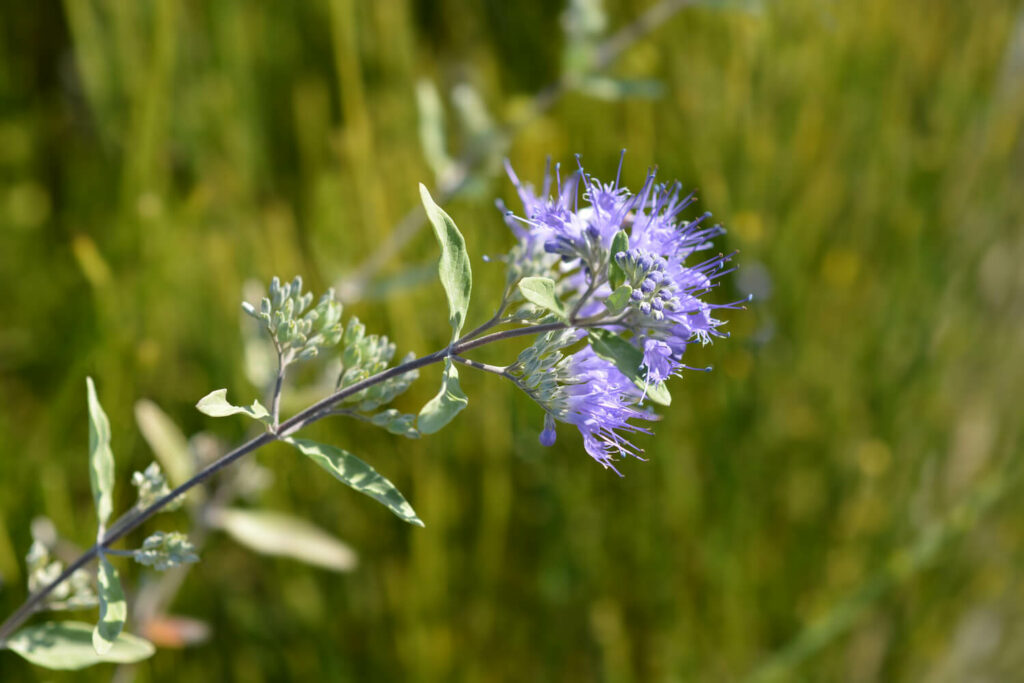 Bartblume 'Heavenly Blue'