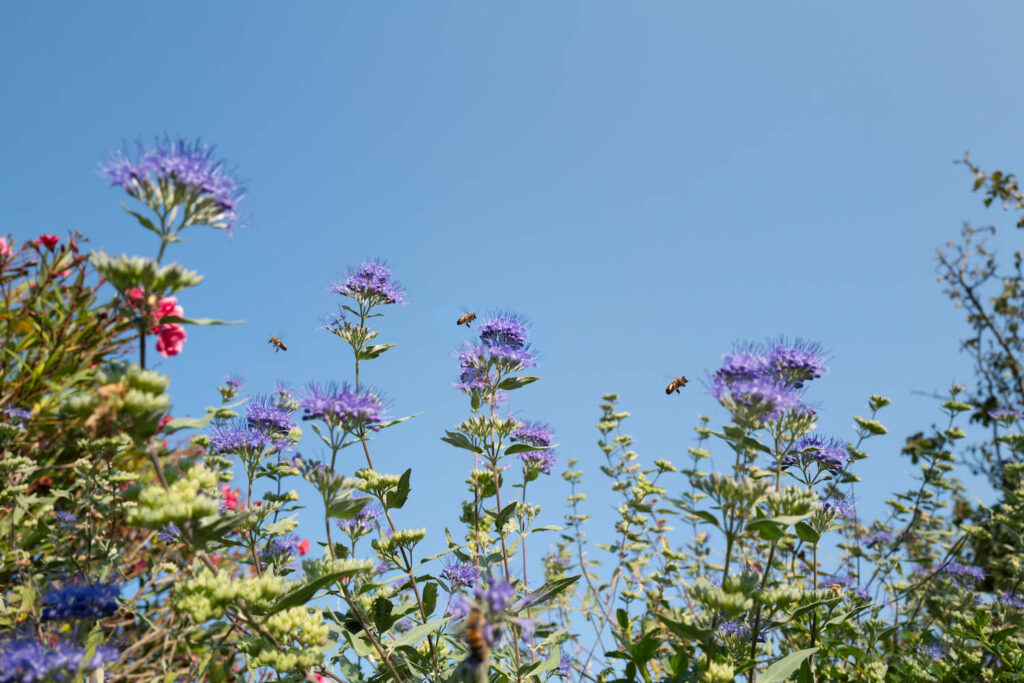 Bartblume und Rosen
