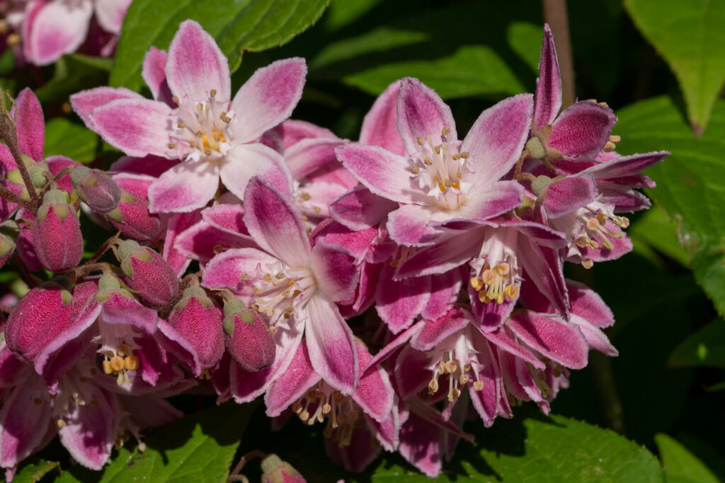 Blüte der Erdbeerduft-Deutzie