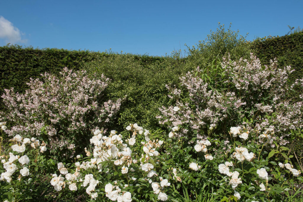 Hecke mit Deutzienpflanzen
