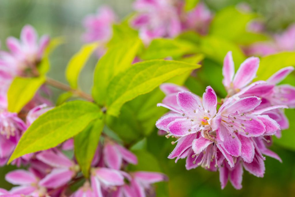 Deutzie mit rosafarbener Blüte