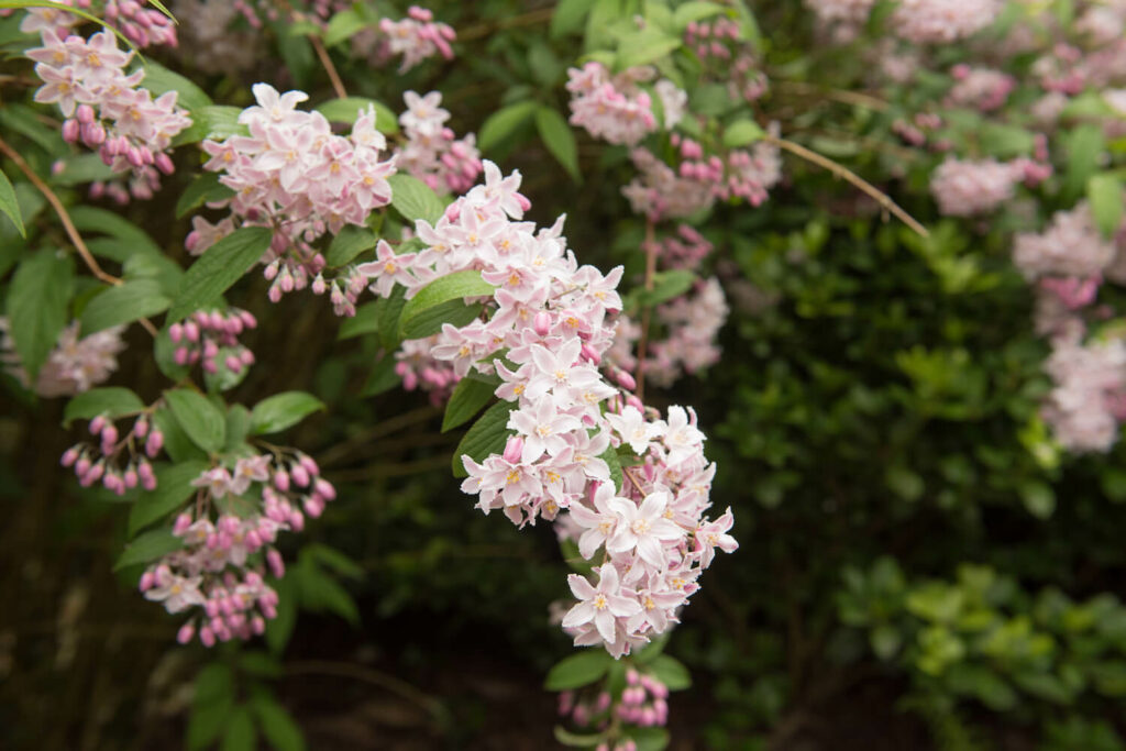 Deutzienstrauch mit Blüten