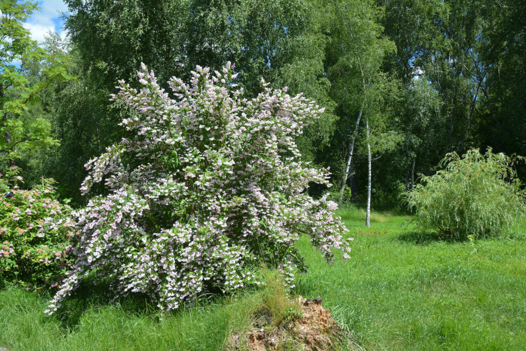 Hoher Maiblumenstrauch