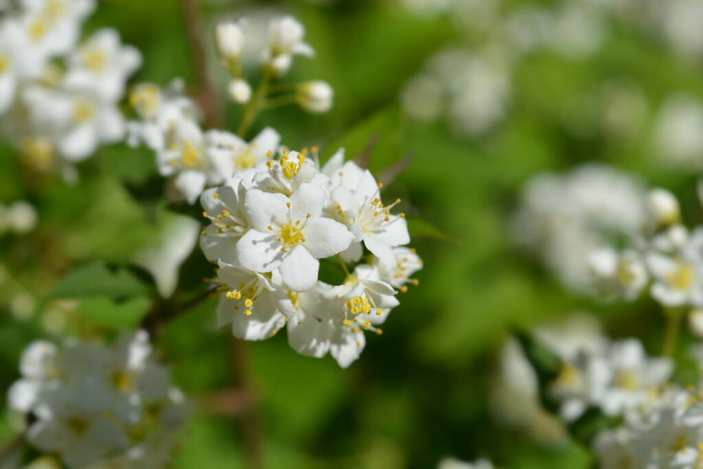 Sternförmige Blüte der Deutzie