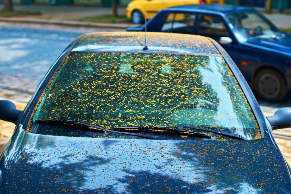 Auto unter Linde