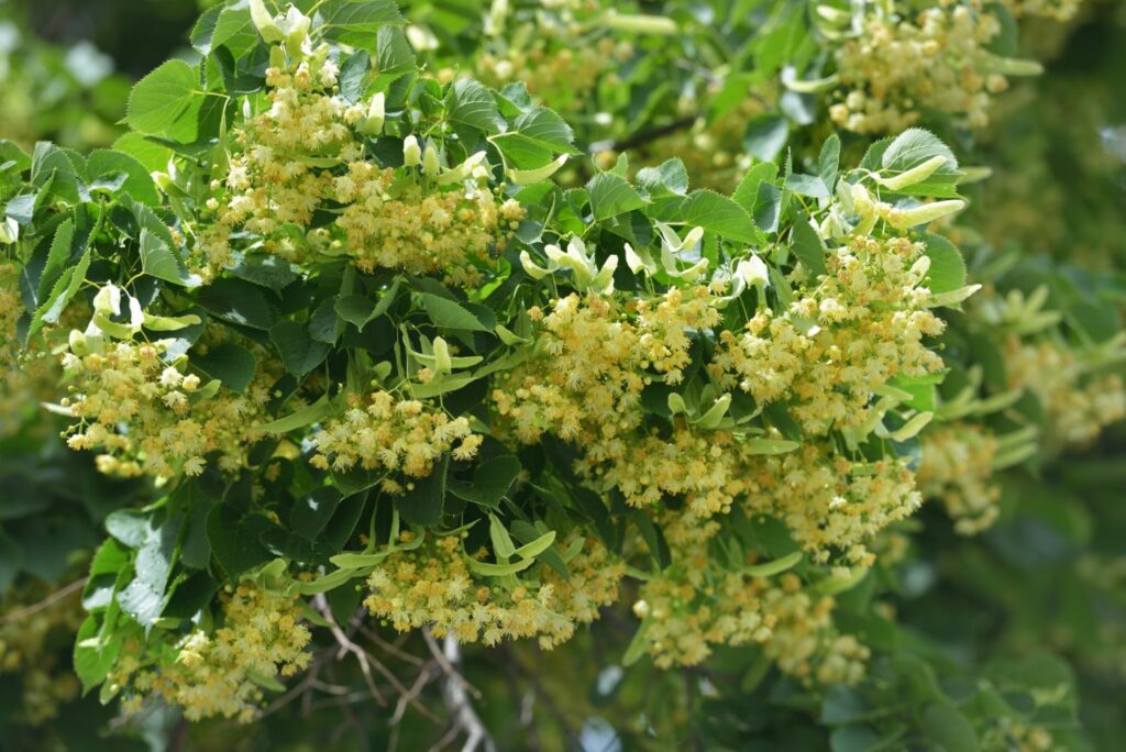 Lindenblüten