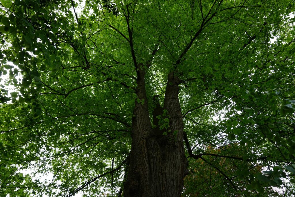 Große Linde von unten
