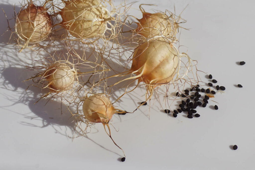Saatgut der Nigella damscena