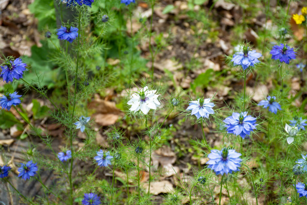 Nigella damancena 'Moody Blues'