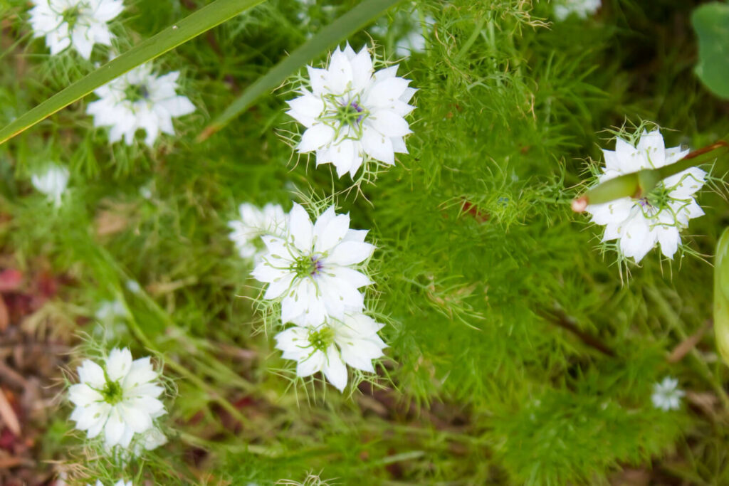 Weiße Jungfer im Grünen