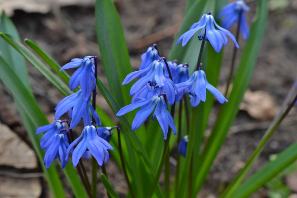Blaustern in Bütezeit