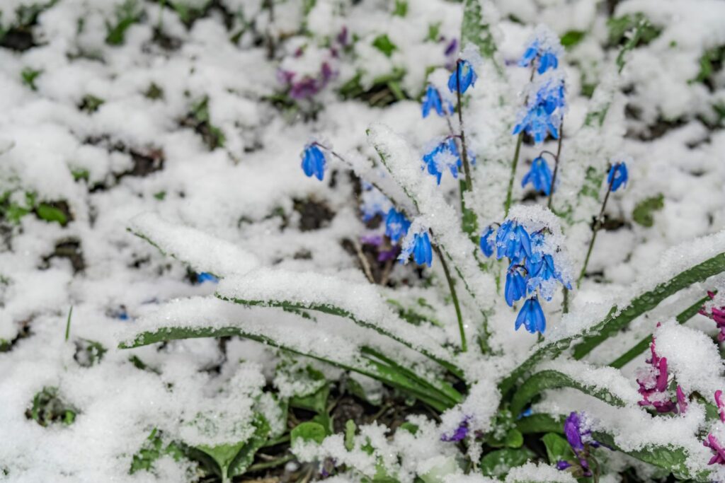 Blaustern im Winter