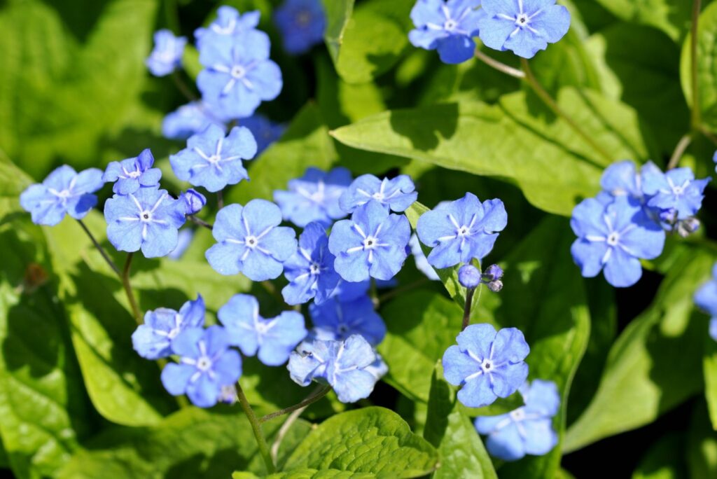 Blaue Gedenkemein-Blüten mit weißen Strichen