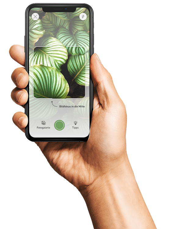 App Screenshot: Kamera auf grüne Pflanze gerichtet