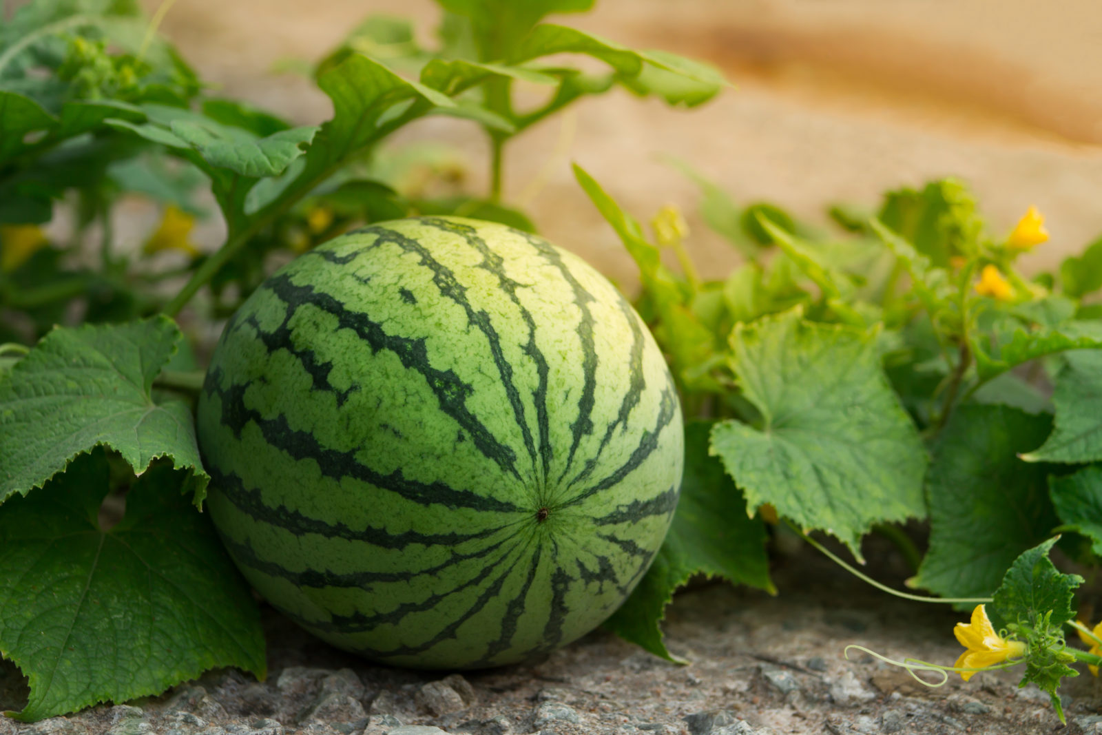 wassermelone in deutschland anbauen