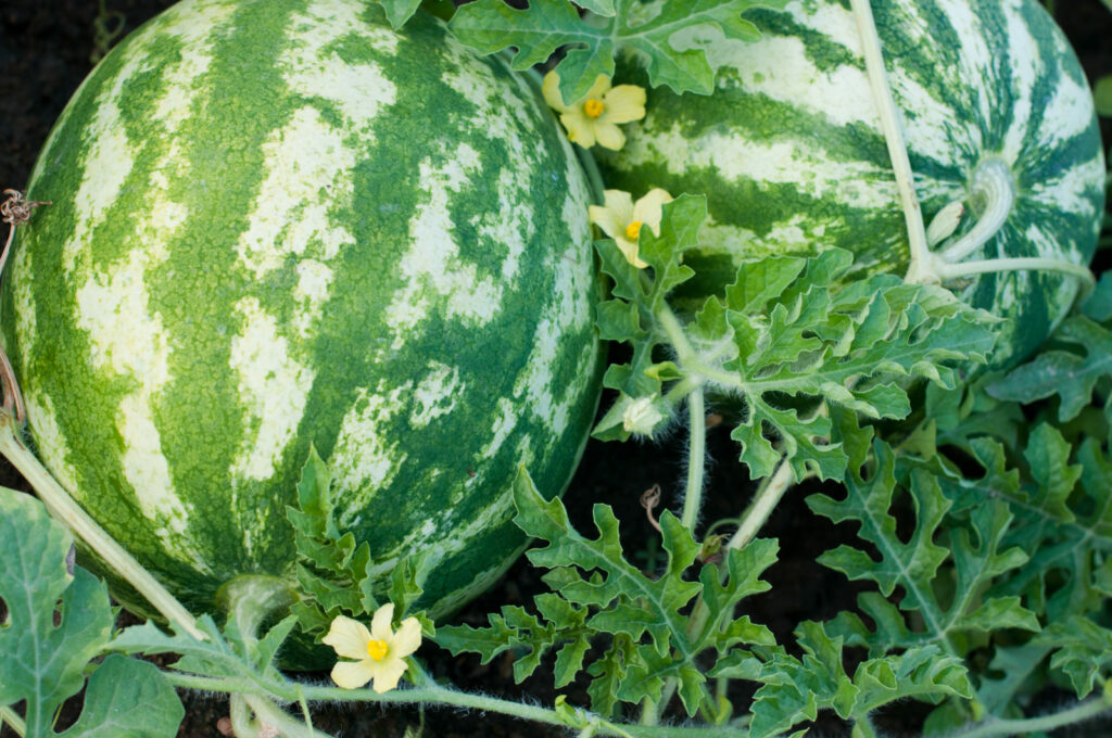 Wassermelone in Beet mit Blüten