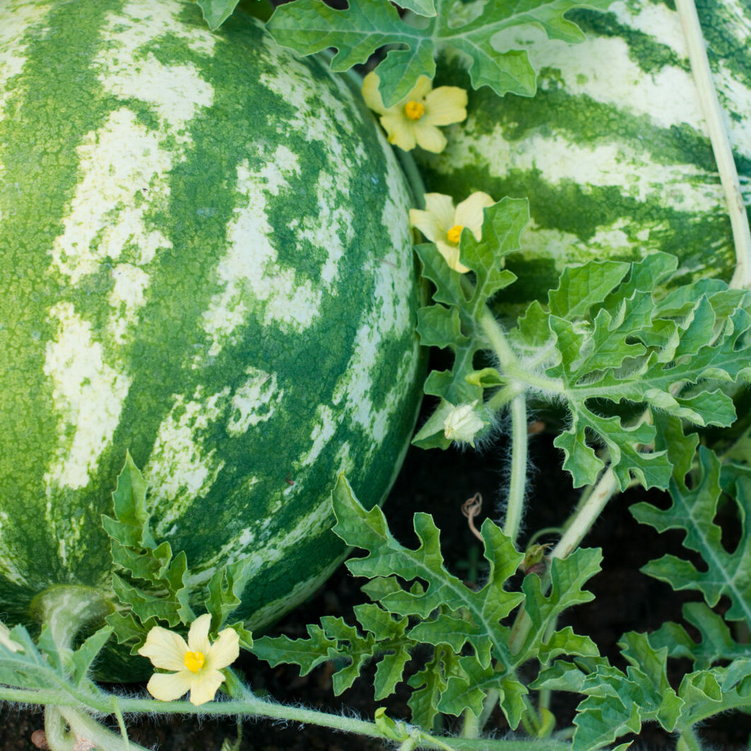 reformhaus aloe vera Schoenenberger