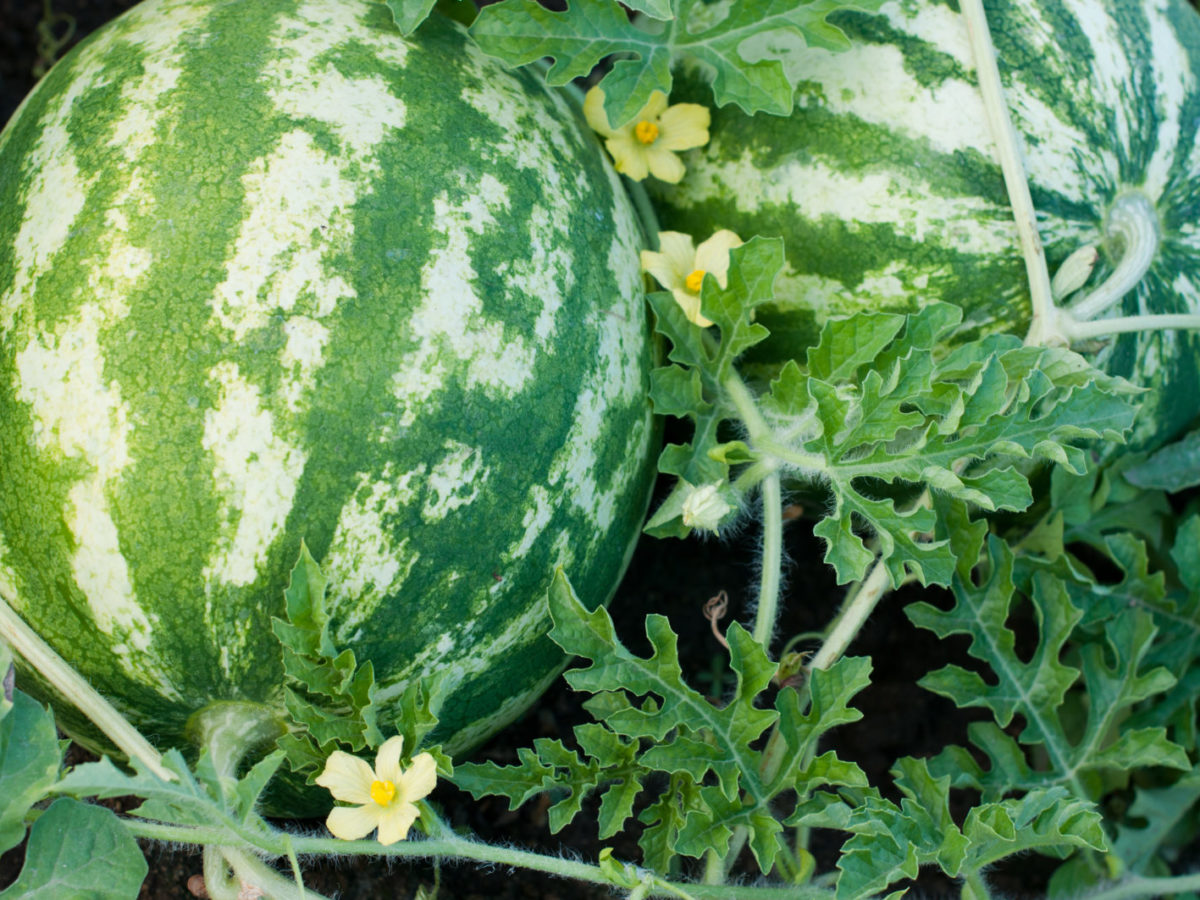 bester chili dünger Purgrün Bio-Chilidünger 1 Liter main image 1