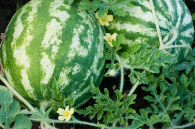 Wassermelonen: Düngen & Gießen