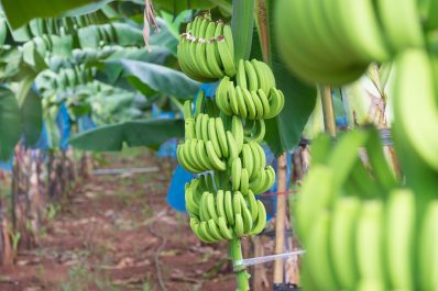 Die Geschichte der in Not geratenen Cavendish Banane