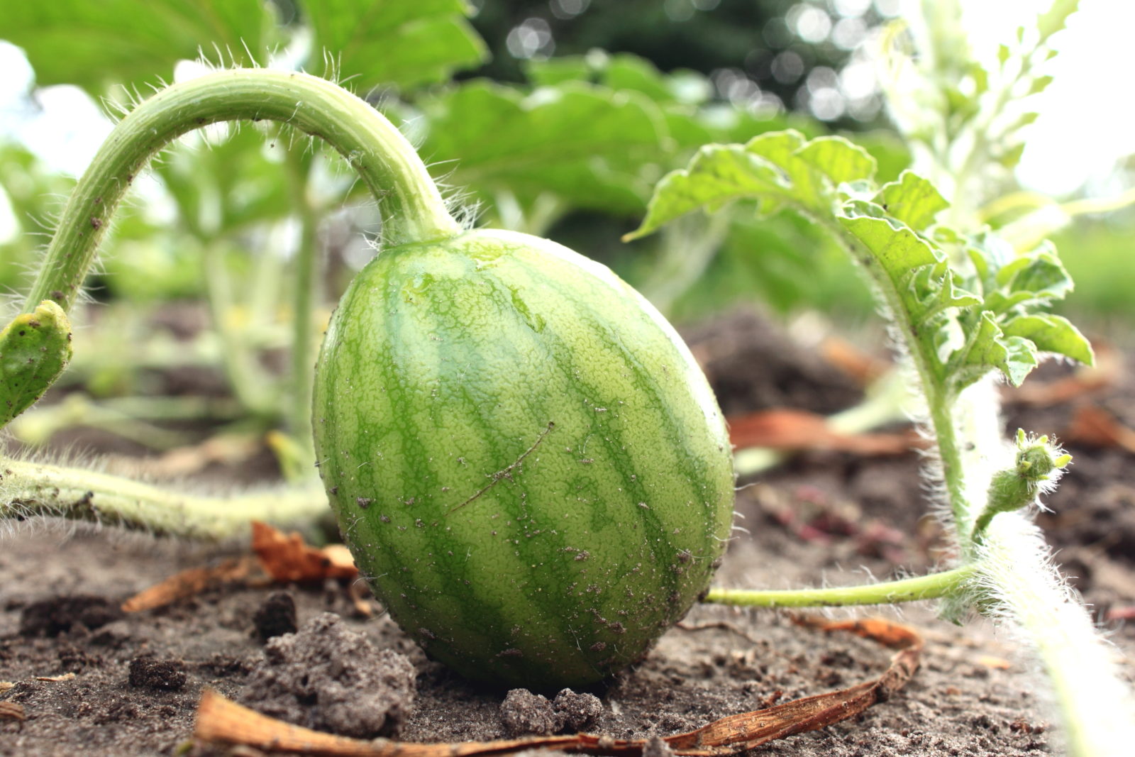 Garten Samen Samen Bobby Seeds Melonensamen Sugar Baby Wassermelone Portion Garten Raisinghands Net