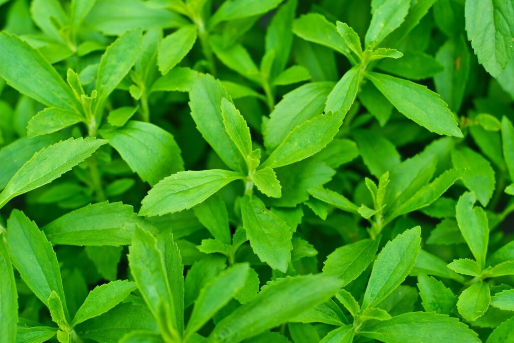 Blätter der Stevia-Pflanze