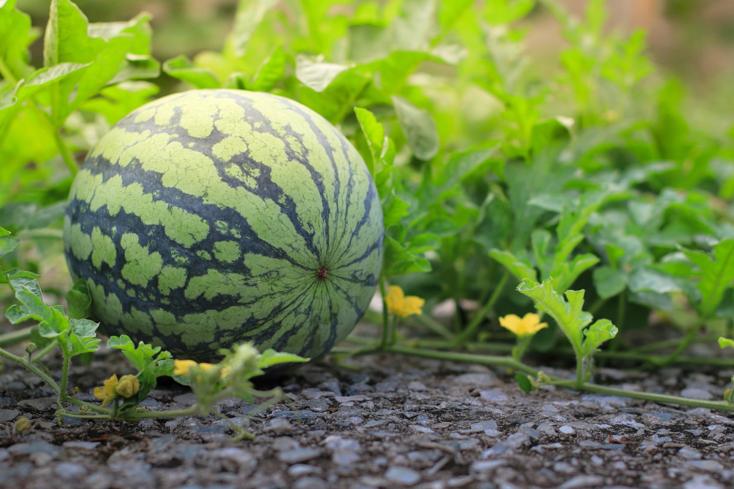 Anbau von Wassermelone
