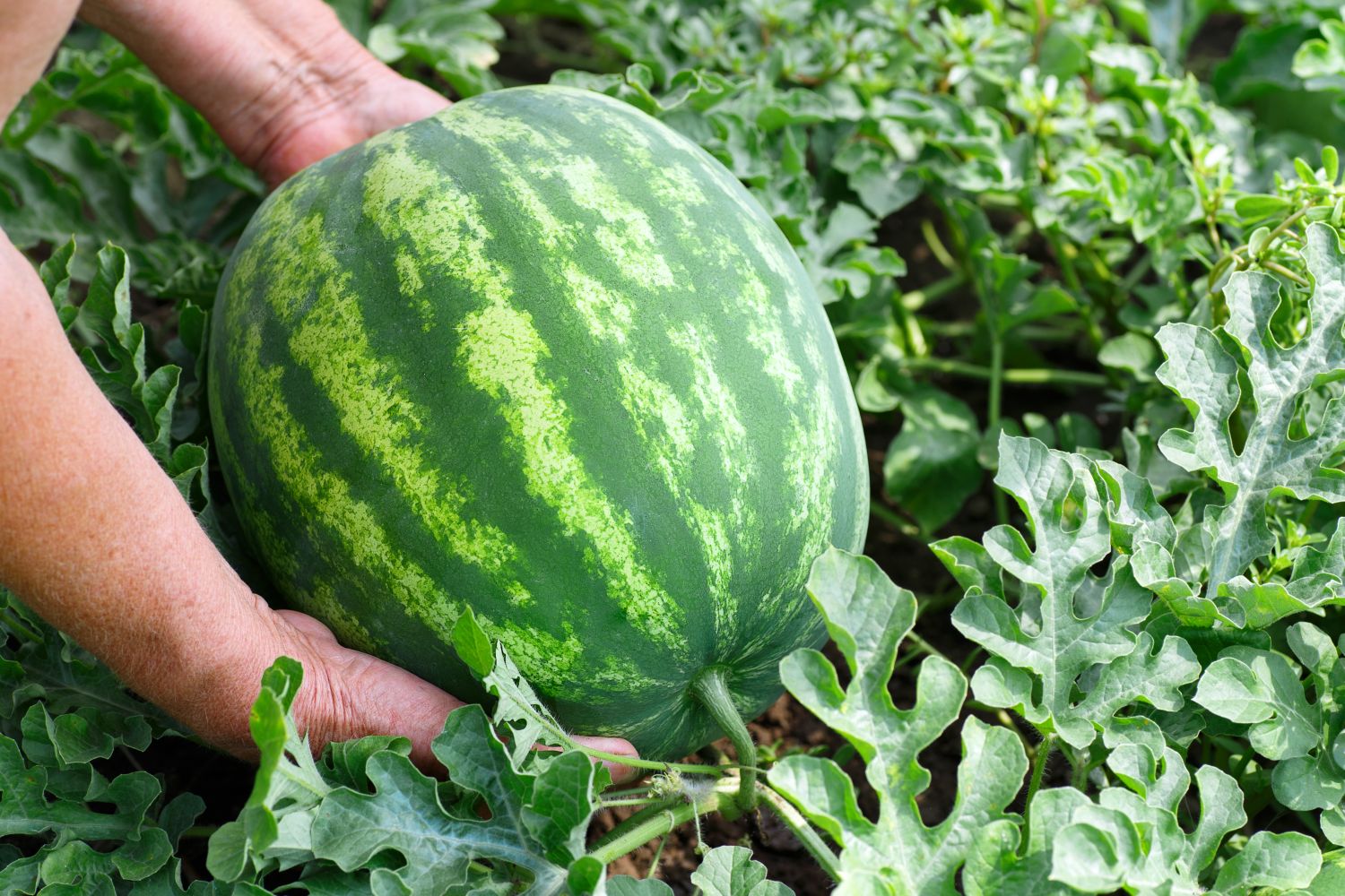 Ernte der Wassermelone