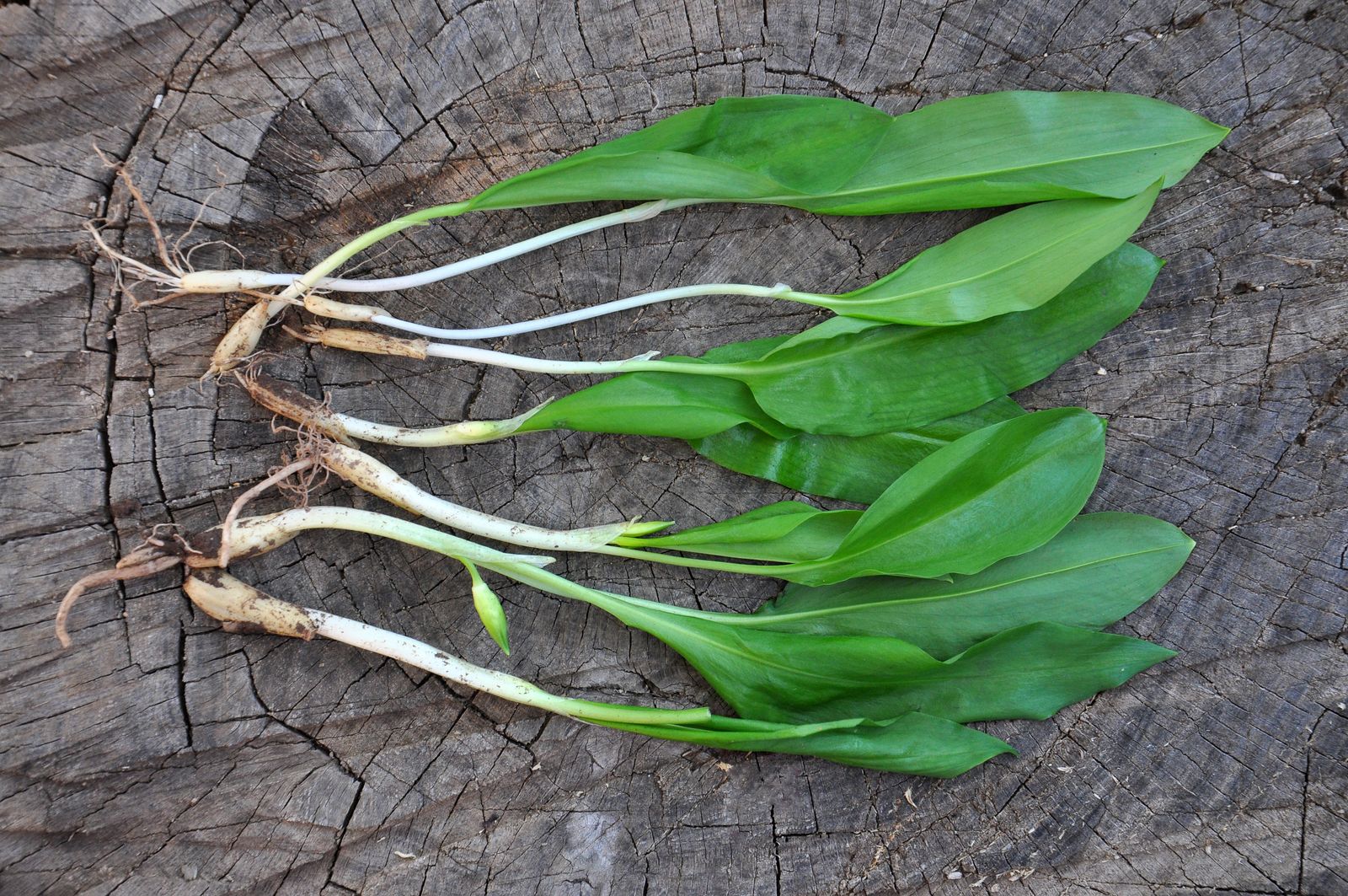 Bärlauch: Wilden Knoblauch anbauen &amp; ernten - Plantura