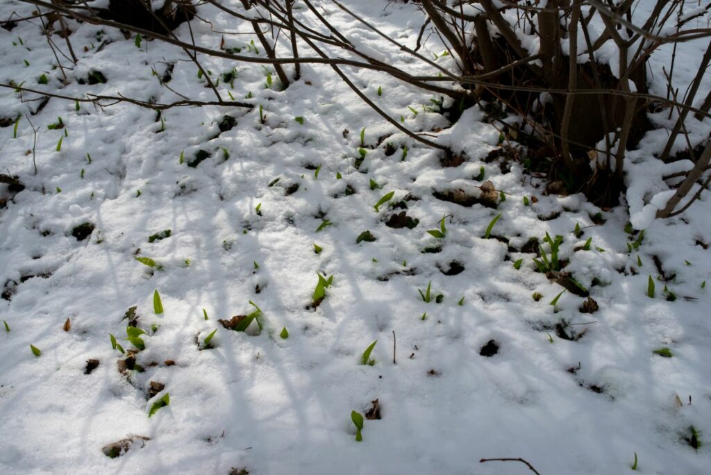 Bärlauch im Winter