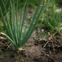 5 Tipps, wie Sie Ihren Garten aus dem Winterschlaf holen - Plantura