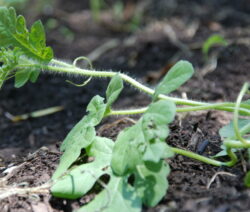 Jungpflanze im Beet 2