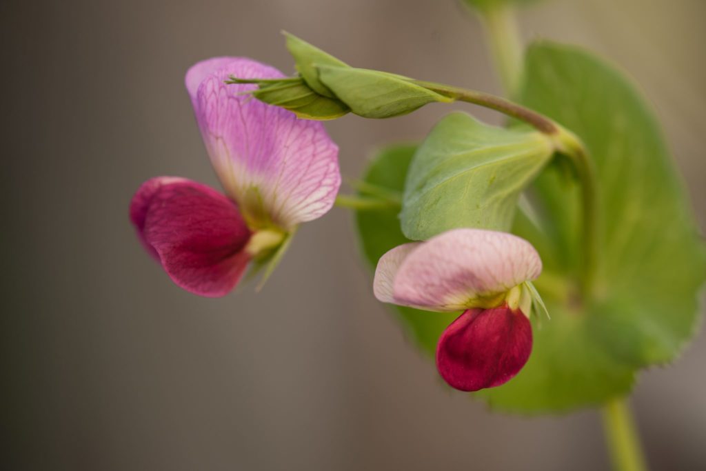 Markerbsen Blüte Garten