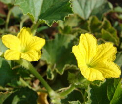 Melonenblüten