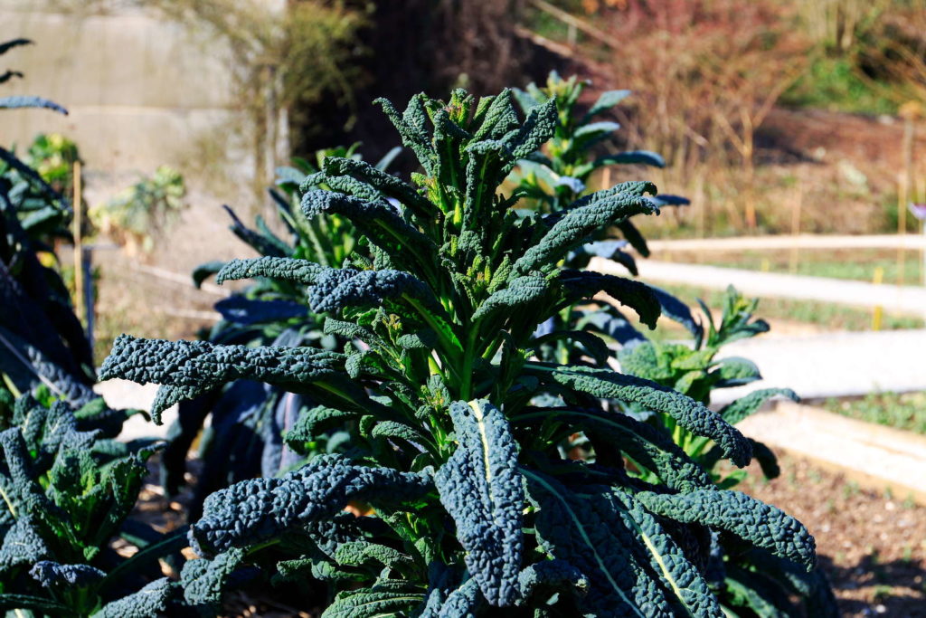 Palmkohl in Beet in der Sonne