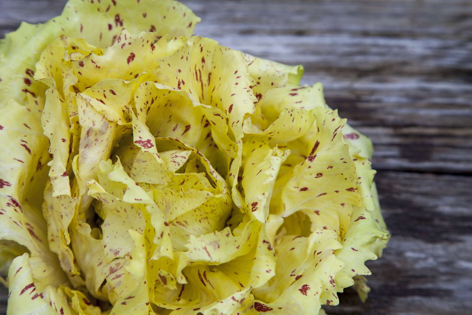 Radicchio Tipps vom Anbau bis zur Ernte Plantura