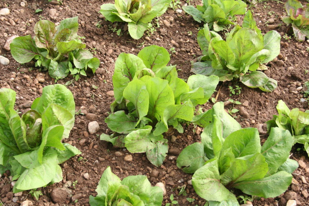 Junge Radicchiopflanzen im Beet