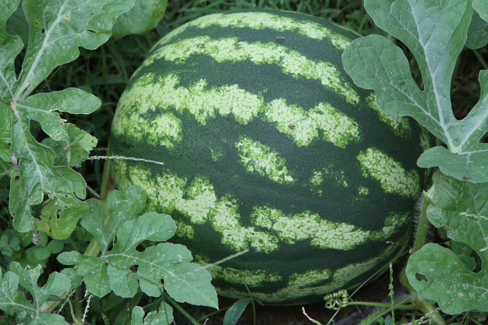 Melonen pflanzen Zuckermelonen, Honigmelonen und Co. selber anbauen