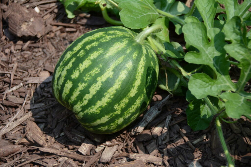 Melonen pflanzen Zuckermelonen, Honigmelonen und Co. selber anbauen