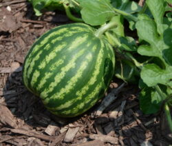 Reifende Melone