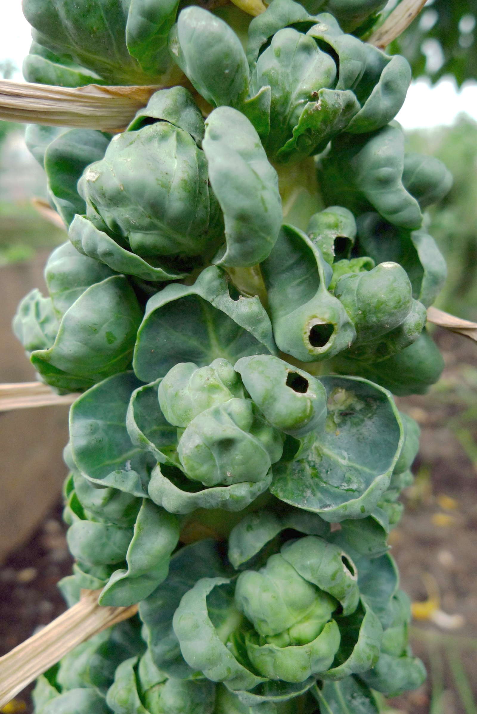 Rosenkohl pflanzen: Anbau im eigenen Garten - Plantura